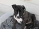 GT the Dog 004.jpg